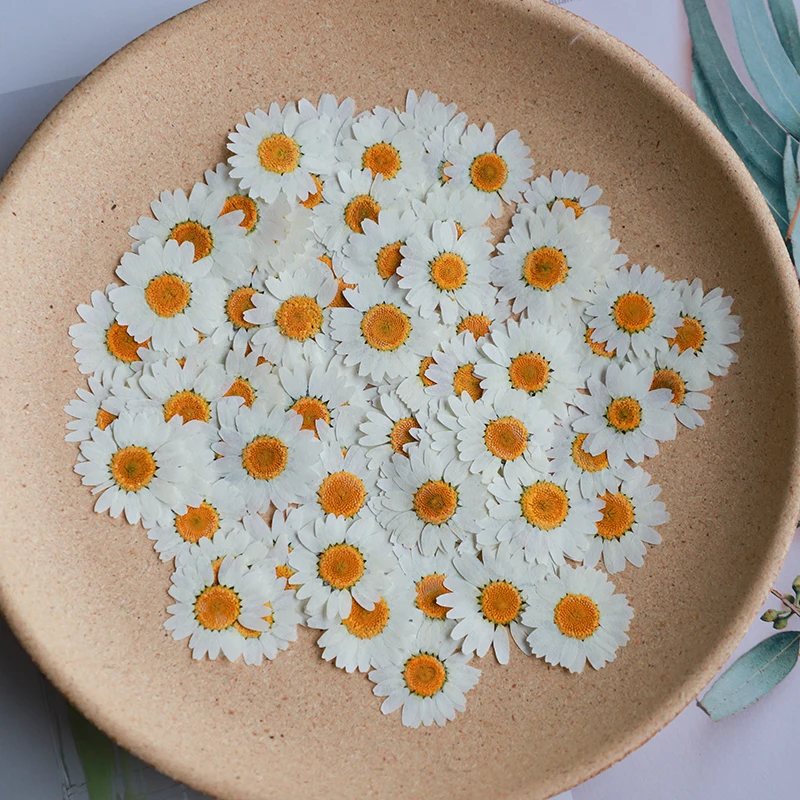 Body Jewelry Display Case - 60X Pressed Dried Natural White Chrysanthemum
