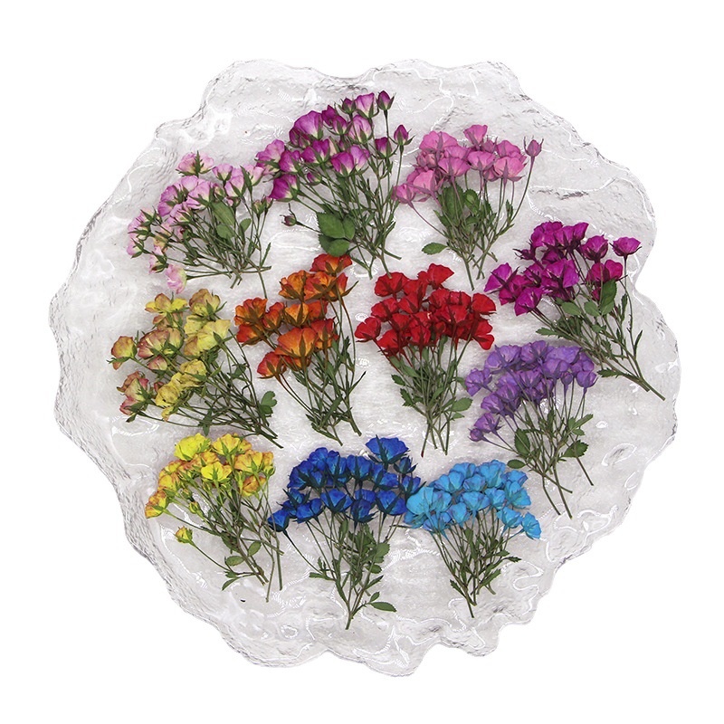 36X Pressed Dried Multi-heads  - مراجعة Body Jewelry Display Case وسعره