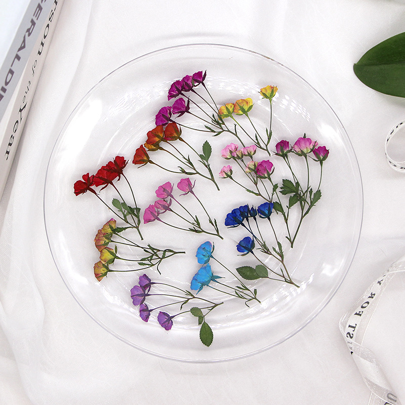 36X Pressed Dried Multi-heads  - مراجعة Body Jewelry Display Case وسعره