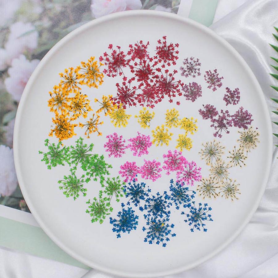 60pcs Pressed Dried 15-20mm Am - مراجعة Body Jewelry Display Case وسعره