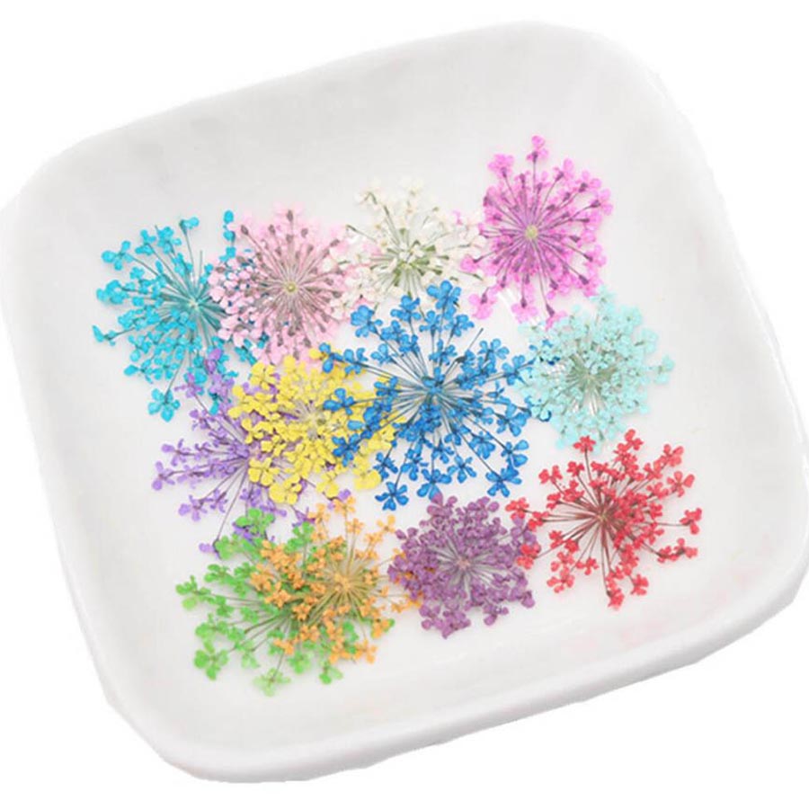 60pcs Pressed Dried 15-20mm Am - مراجعة Body Jewelry Display Case وسعره