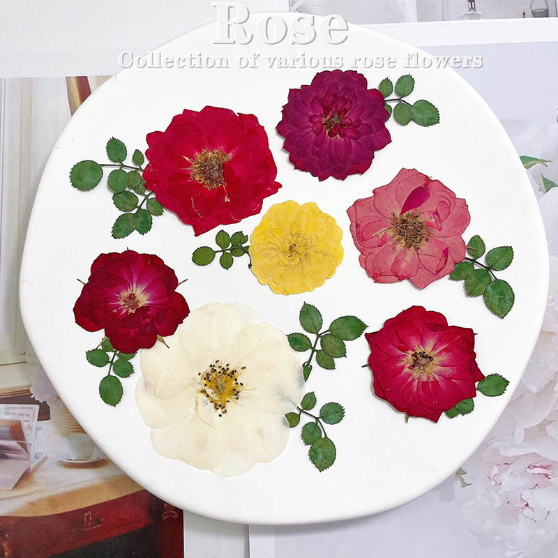 60pcs Pressed Dried Red Yellow - مراجعة Body Jewelry Display Case وسعره