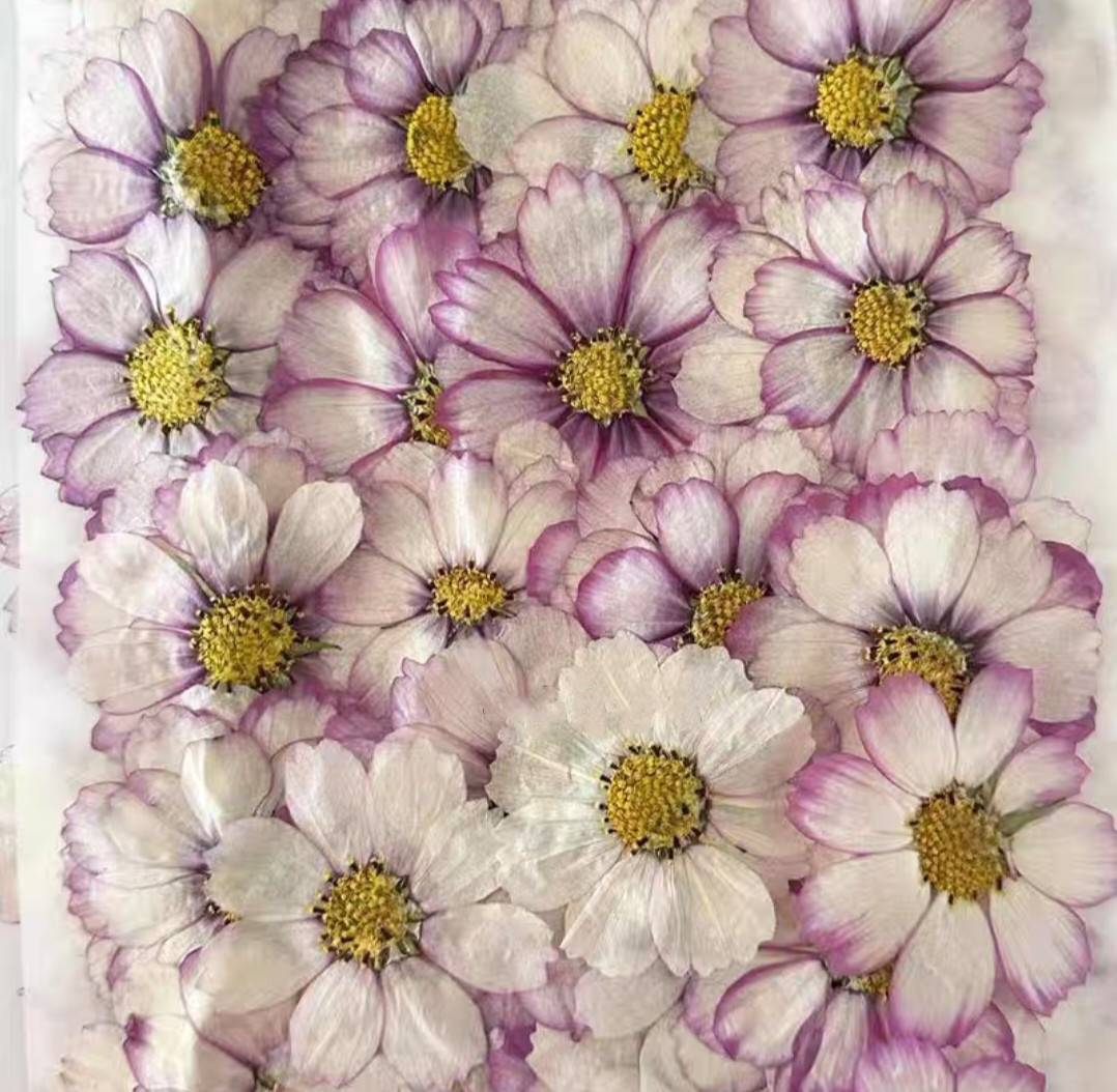 60pcs Pressed Dried Cosmos Flo - مراجعة Body Jewelry Display Case وسعره