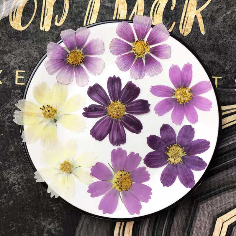 60pcs Pressed Dried Cosmos Flo - مراجعة Body Jewelry Display Case وسعره