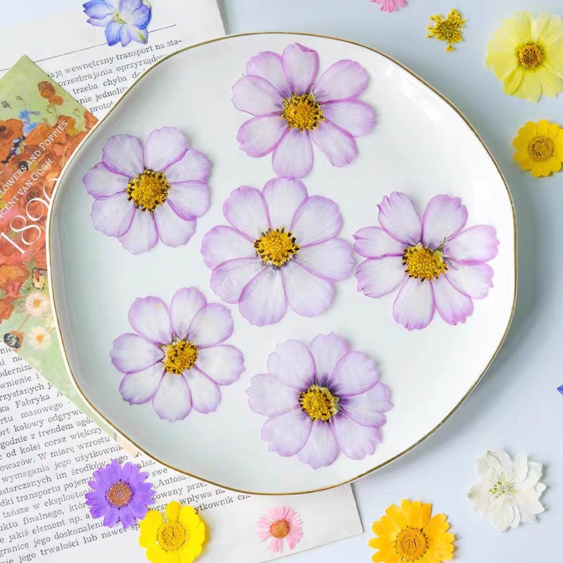 60pcs Pressed Dried Cosmos Flo - مراجعة Body Jewelry Display Case وسعره