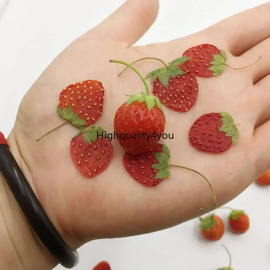 10pcs Dried Pressed Mini Fruit - مراجعة Body Jewelry Display Case وسعره